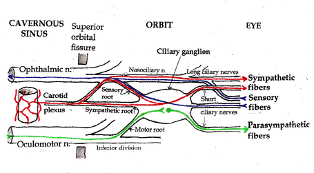 ciliary ganglion pathways