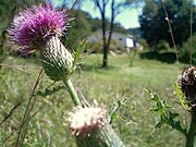 Cirsium vulgare (bull thistle, common thistle, or spear thistle)