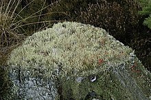 Cladonia.gracilis.jpg