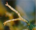 Cladonia subtenuis (dichotomous branching)