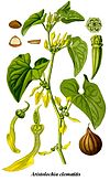 Cleaned-Illustration Aristolochia clematitis.jpg