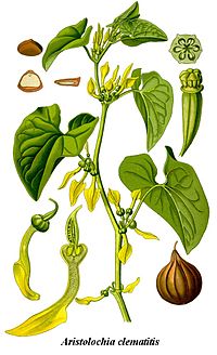 Cleaned-Illustration Aristolochia clematitis.jpg