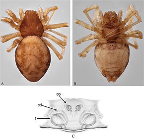 Descripción de la imagen Clitistes velutinus (10.3897-evolsyst.2.24122) Figura 5.jpg.