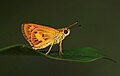 * Nomination Close wing Basking of Oriens gola (Moore, 1877) - Common Dartlet . --Sandipoutsider 04:43, 27 August 2023 (UTC) * Promotion  Support Good quality. --Ermell 08:39, 27 August 2023 (UTC)
