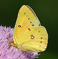 Colias philodice