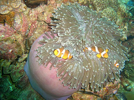 Clownfish off Ko Lipe