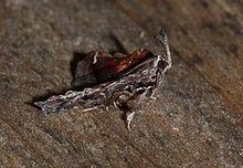 Clydonopteron sacculana - Trompet Asma Güvesi (14107649920) .jpg