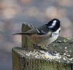 Seite 23: File:Coal_Tit_2a_(5164707800).jpg (http://www.flickr.com/photos/hisgett/5164707800/) Autor: Tony Hisgett from Birmingham, UK Lizenz: CC BY 2.0