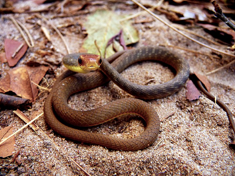 File:Cobra-cipó (Chironius quadricarinatus) - Jovem.jpg