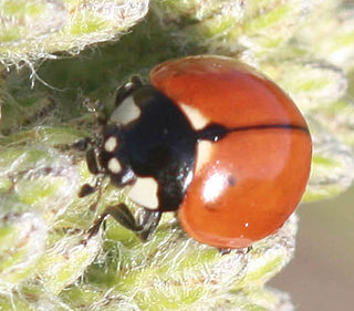 <i>Coccinella californica</i> Species of beetle
