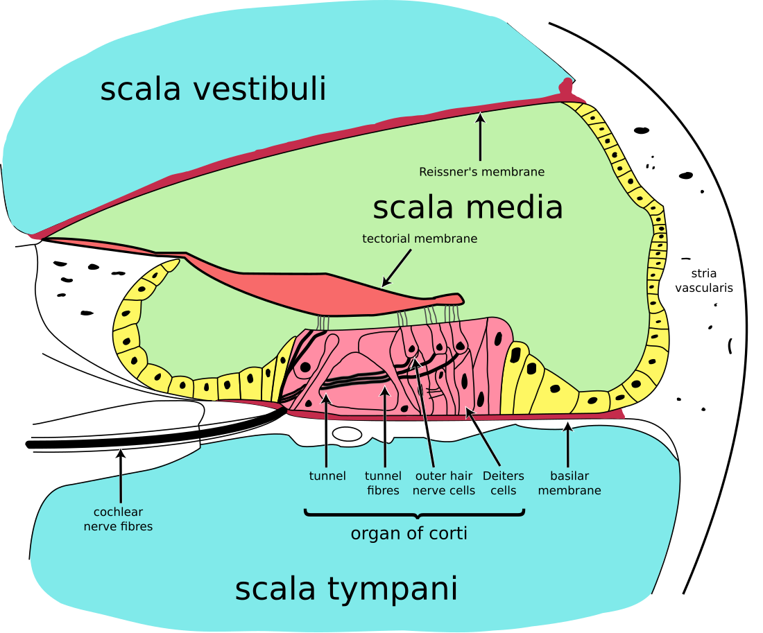 Stria vascularis of cochlear duct