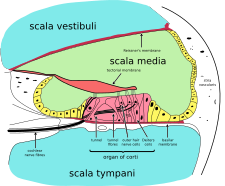 Příčný průřez kochleou: scala media je vyplněna endolymfou, scala vestibuli a scala tympani jsou vyplněny perilymfou