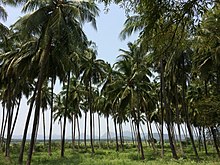 Coconut groves in Theni District Coconut Trees Theni,TN,India 2015.jpg