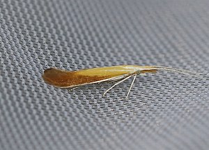 Coleophora gallipennella (Hübner, 1796) 3323897507.jpg