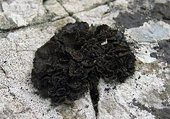 Collema cristatum.jpg