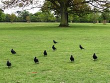 Foto de uma área de parque com gralhas e árvores