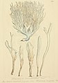Plate 278. Clavulina coralloides