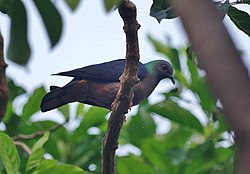 Columba malherbii.jpg