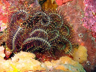 <i>Comanthus</i> Genus of crinoids