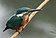 Ortak Kingfisher I Resim 115.jpg