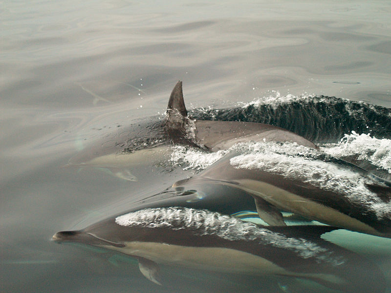 File:Common dolphins blowing.jpg