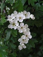 Common hawthorn flowers.jpg