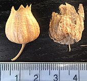 Contrast between ripe fruiting calyces of P. orientalis and P. physaloides - marked enough probably to justify maintaining these as distinct species: calyx of P. orientalis resembles a squat, pyriform version of the (rigid) fruiting calyx of Hyoscyamus, while that of P. physaloides resembles (as the specific name suggests) the (papery / bladder-like) fruiting calyx of Physalis. Comparison fruiting calyces Physochlaina orientalis and P. physaloides.jpg