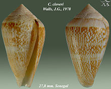 Conus cloveri 1.jpg