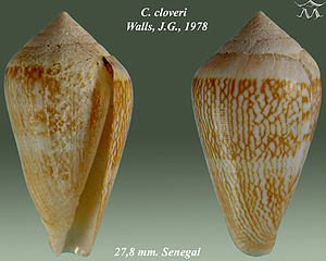 Conus cloveri 1.jpg