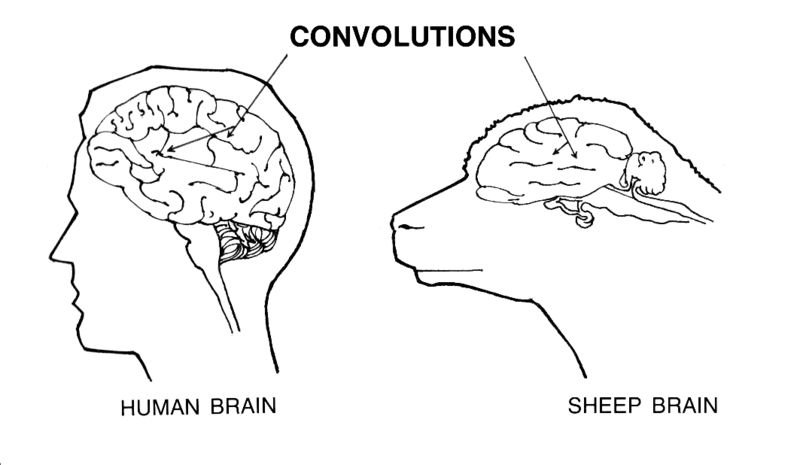 File:Convolution (PSF).png