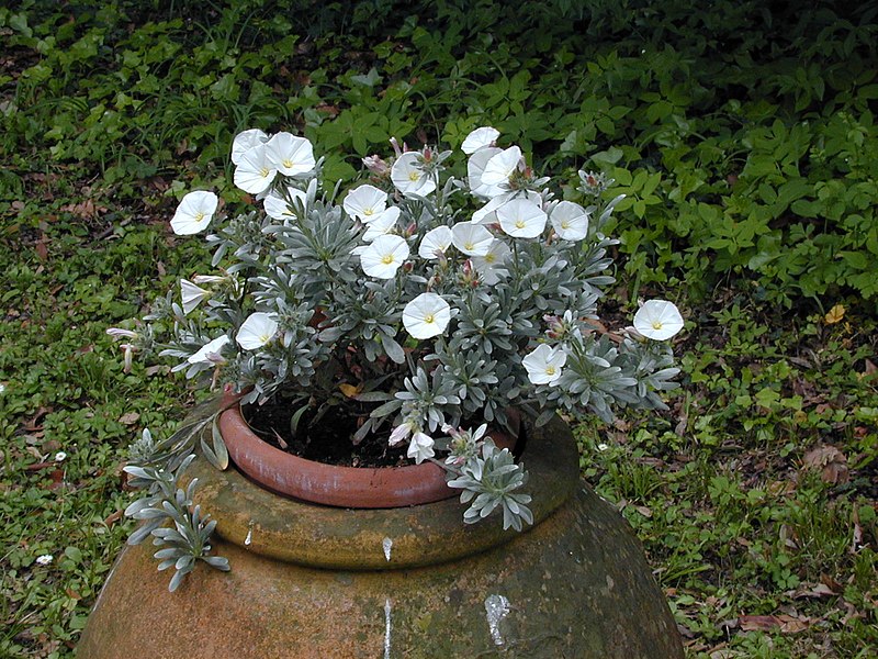 File:Convolvulus cneorum 1.jpg