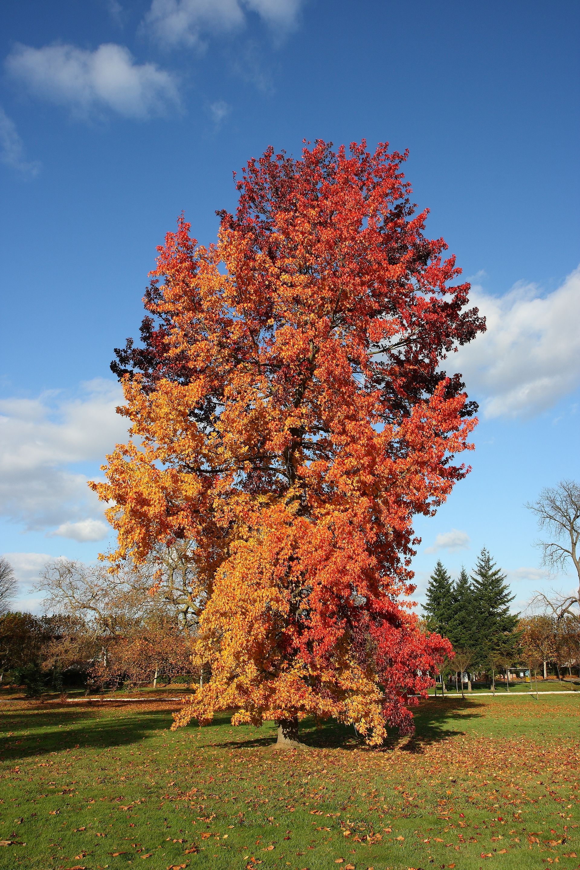 Liquidambar - Wikipedia