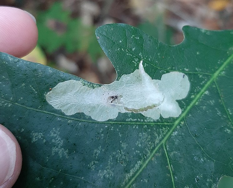 File:Coptotriche badiiella leaf mines.jpg