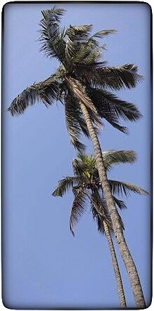 Palms tolerate the saline and infertile soils of laterite type in Goa, India Coqueiro Goy.jpg