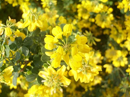 Coronilla Scorpioides.jpg