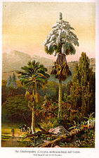 Palmier avec grande inflorescence exubérante dans un paysage exotique avec noirs portant des paquets.