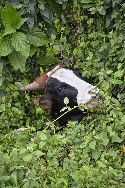 File:Cow Heaven, Marji, Ethiopia (11218888043).jpg