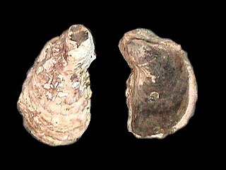 <i>Crassostrea rhizophorae</i> Species of bivalve