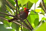 Crested Ant Tanager (Habia cristata) (8079775659).jpg
