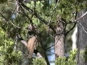 Fayl: Crested Bellbird stg95.ogv