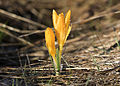 Crocus danfordiae (F)