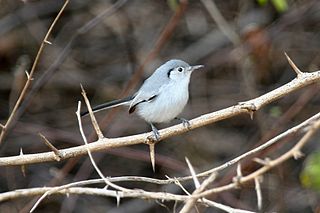 Cuban gnatcatcher Species of bird