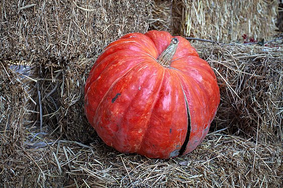 Cucurbita