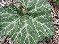 Cucurbita moschata-leaf-Hawea Pl close up of leaf Olinda.jpg