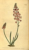 Curtis's botanical magazine (10594666813).jpg
