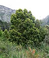 'n Mediumgrootte Assegaaiboom in Kaapstad