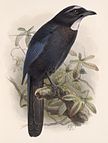 Eine der frühesten wissenschaftlichen Zeichnungen eines Dohlenhähers: Ein Silberhäher (Cyanolyca argentigula) von John Gerrard Keulemans (1884).