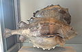 Cyclopterus lumpus - Swedish Museum of Natural History - Stockholm, Sweden - DSC00716.JPG