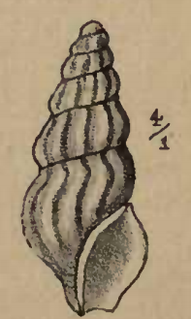 <i>Cymatosyrinx carpenteri</i> Species of gastropod