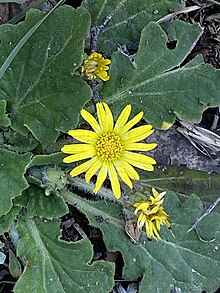 Cymbonotus lawsonianus close up.jpg